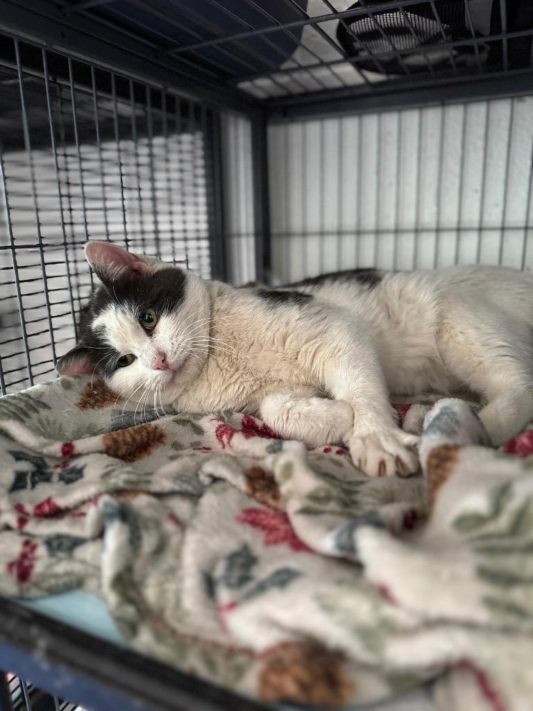 Big Papa, Adoptable, Young Male Domestic Short Hair.