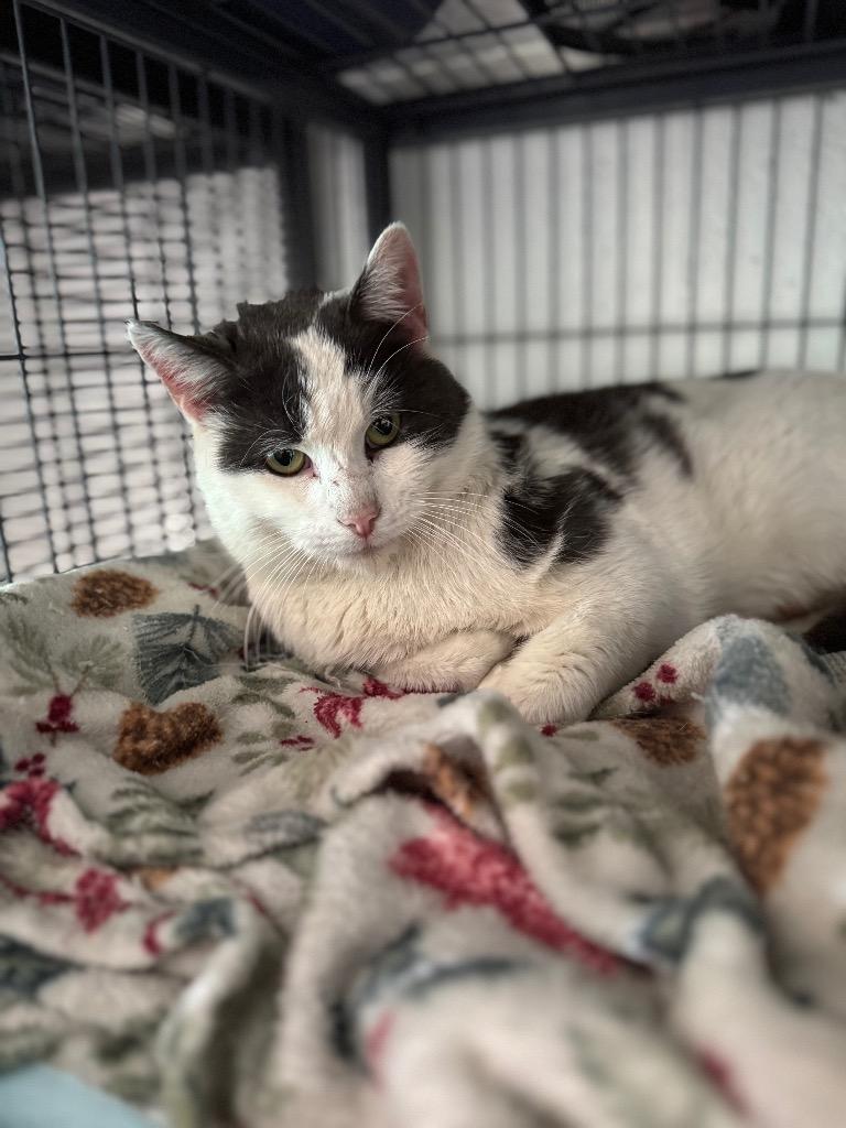 Enlarge Big Papa, a Adoptable mixed breed in Johnson City, TN image 2/5