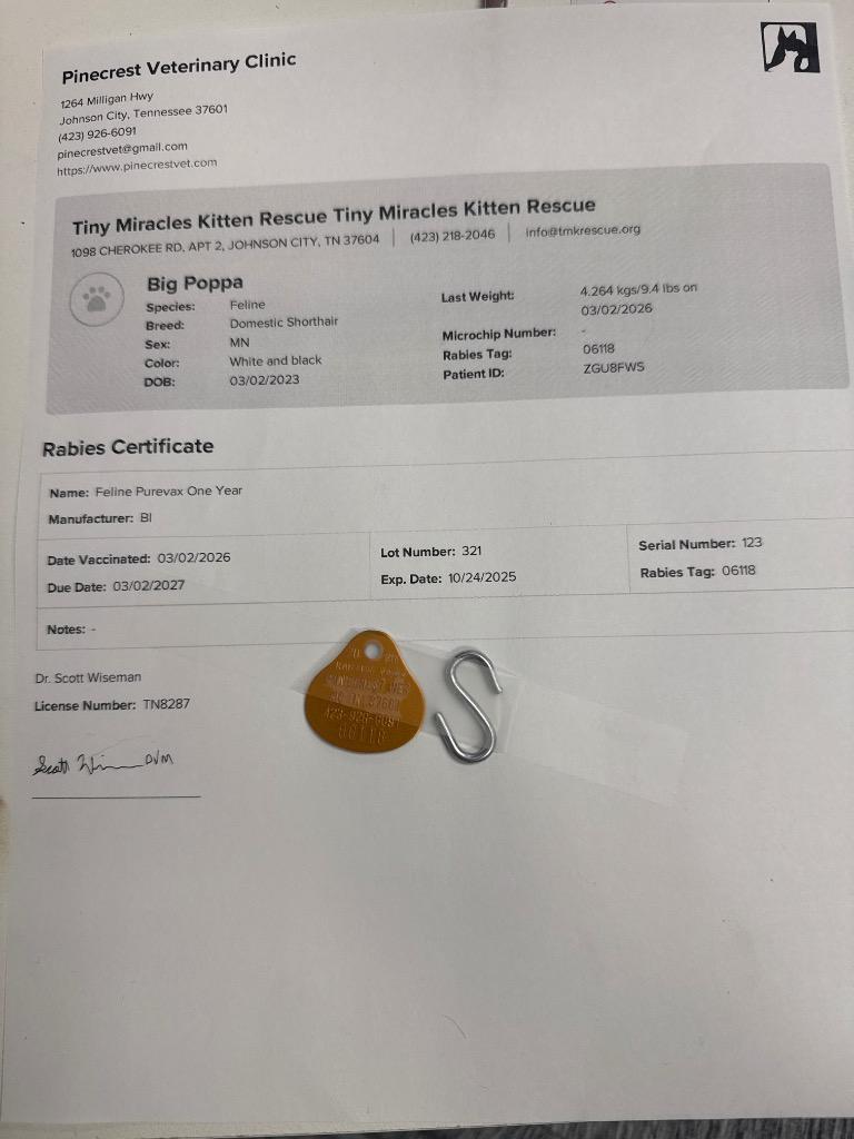 Enlarge Big Papa, a Adoptable mixed breed in Johnson City, TN image 3/5