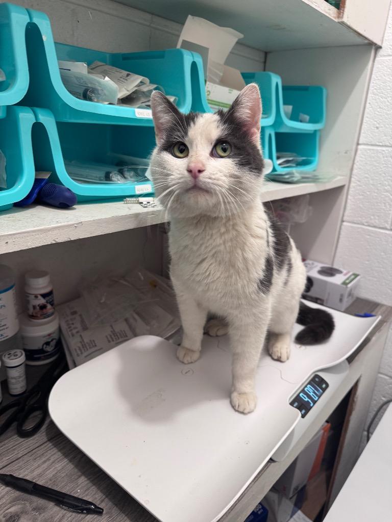 Enlarge Big Papa, a Adoptable mixed breed in Johnson City, TN image 5/5