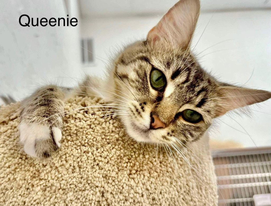 Queenie, Adoptable, Adult Female Tabby & Domestic Short Hair.