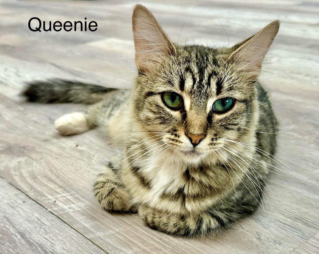Enlarge Queenie, a Adoptable mixed breed in Saint George, UT image 2/3
