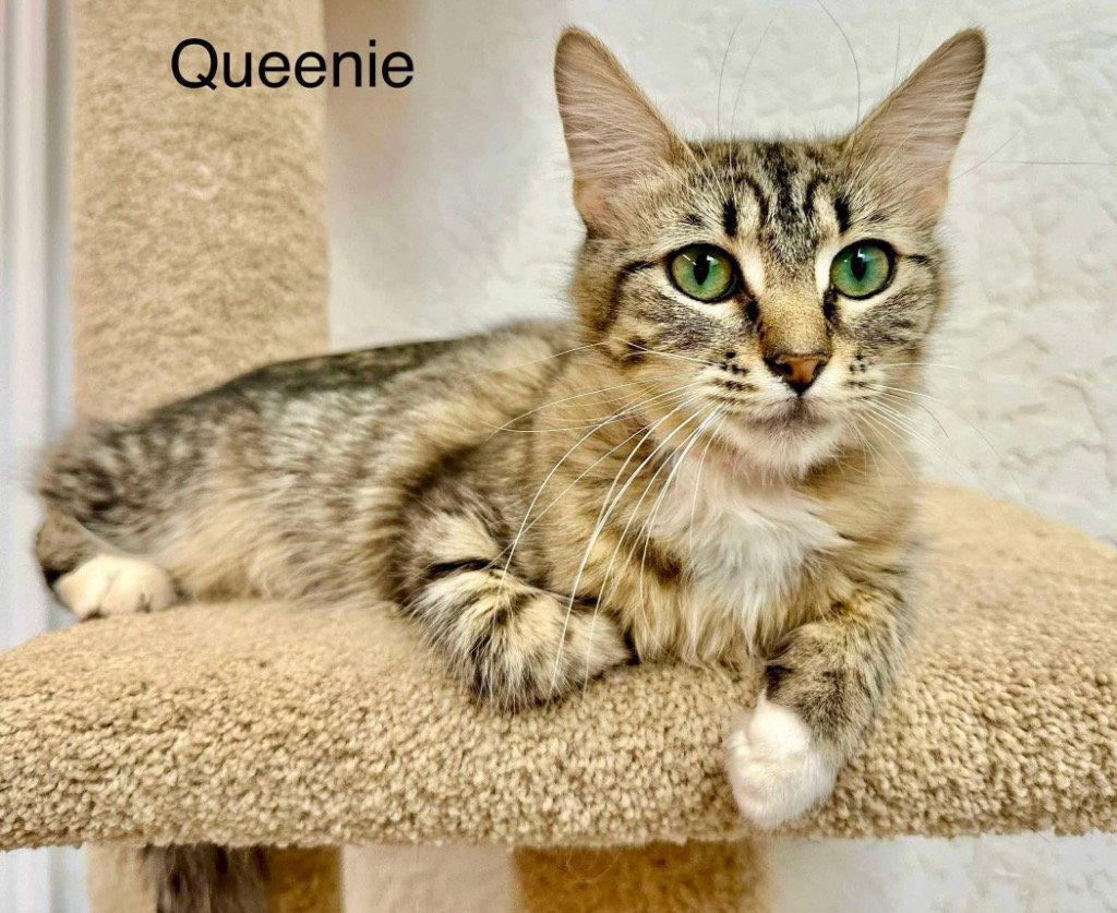 Enlarge Queenie, a Adoptable mixed breed in Saint George, UT image 3/3