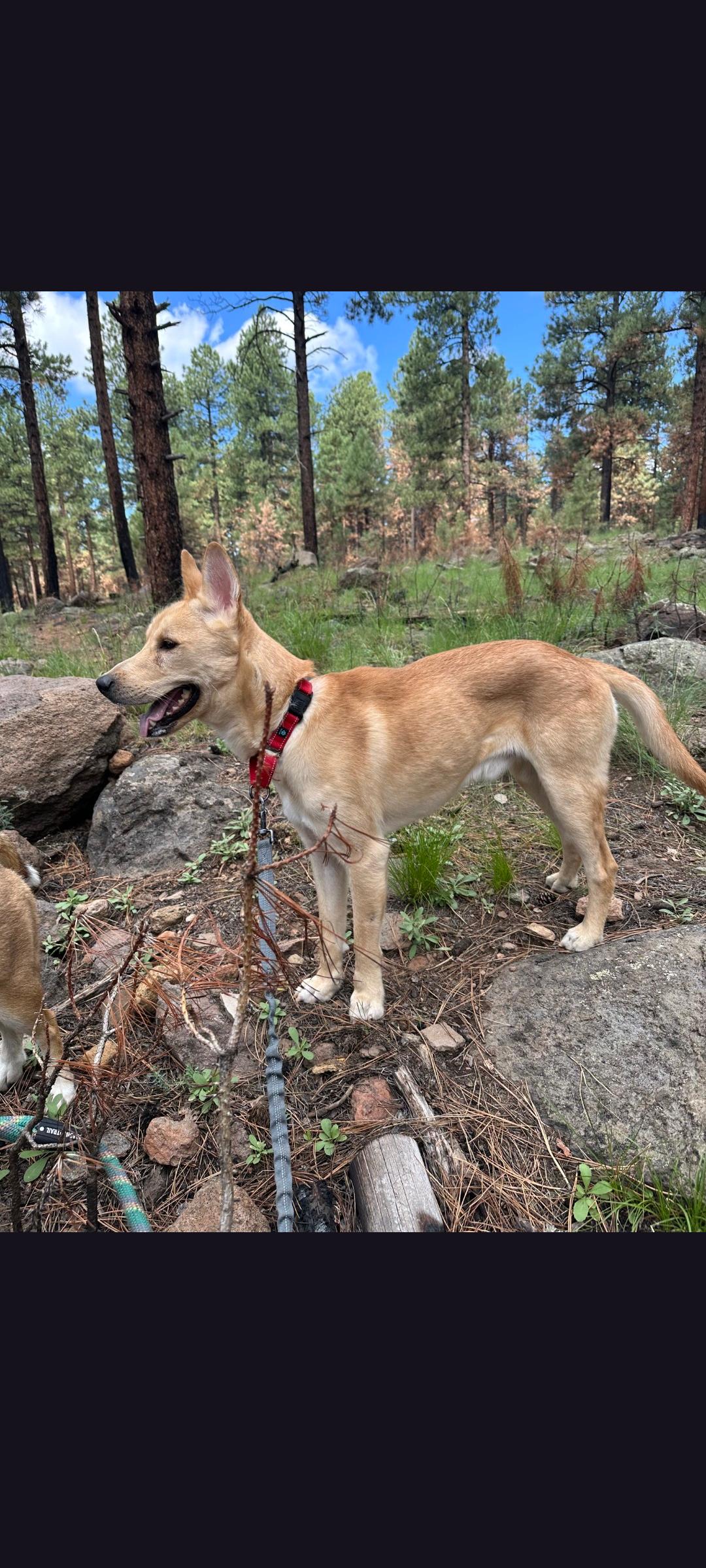 Enlarge Teddy, a Adoptable Carolina Dog in Scottsdale, AZ image 1/5