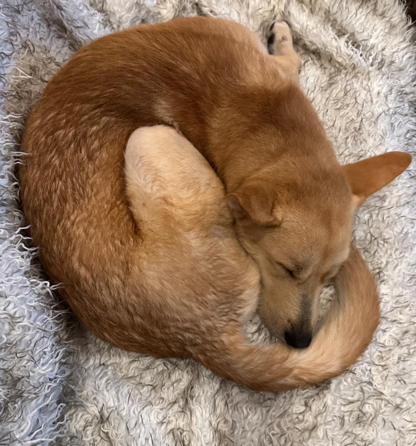 Enlarge Teddy, a Adoptable Carolina Dog in Scottsdale, AZ image 2/5
