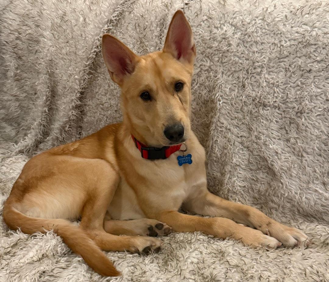 Enlarge Teddy, a Adoptable Carolina Dog in Scottsdale, AZ image 4/5