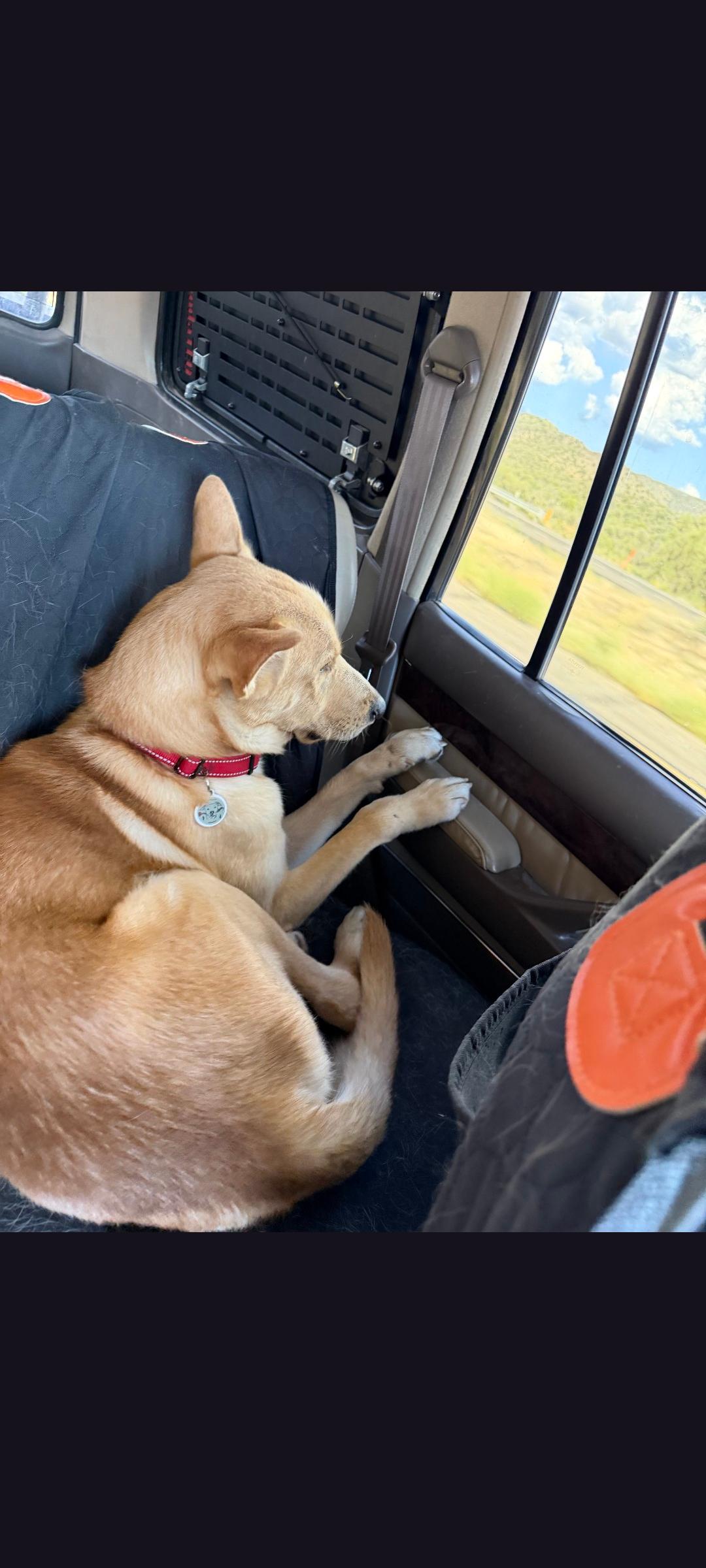 Enlarge Teddy, a Adoptable Carolina Dog in Scottsdale, AZ image 5/5
