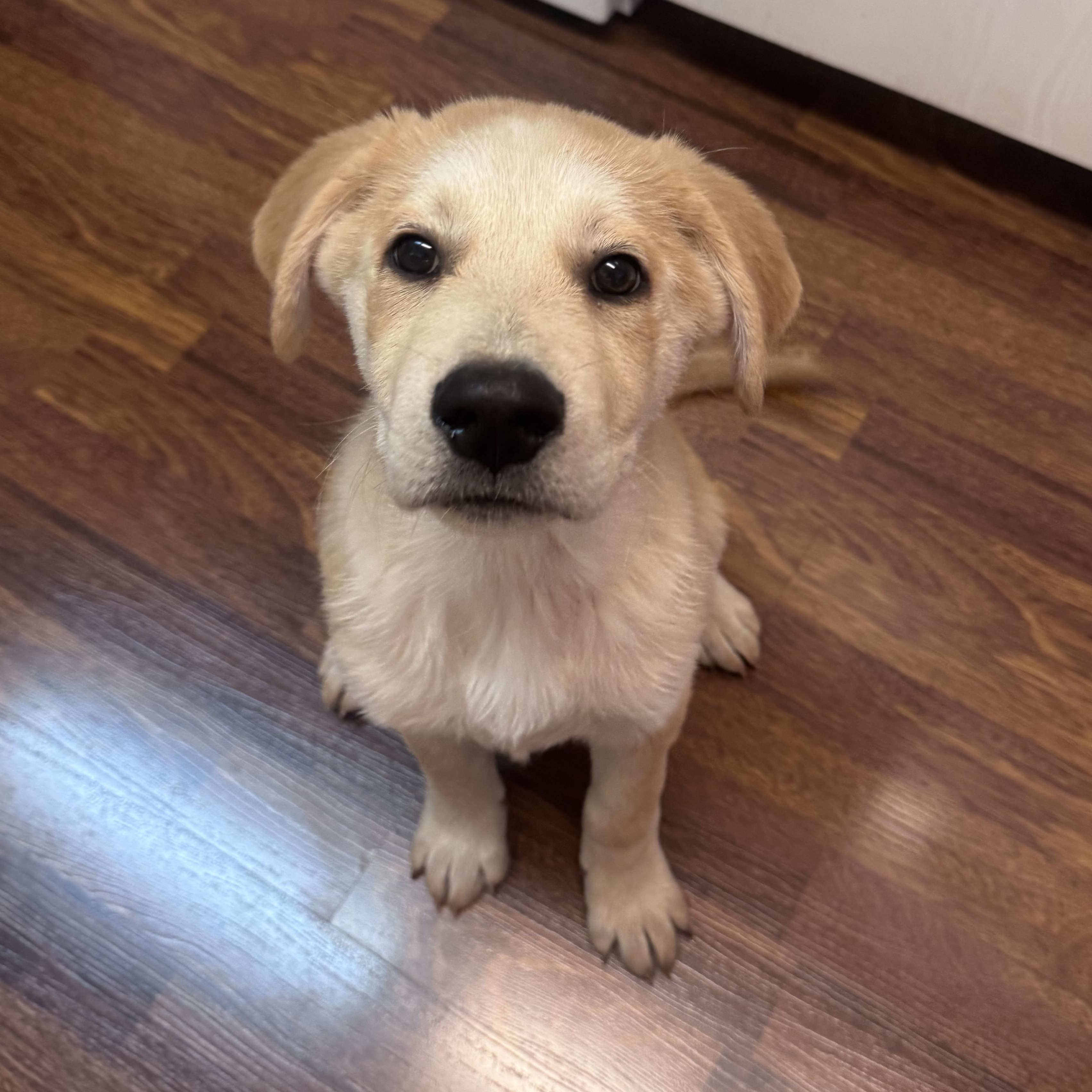 Enlarge Toast, a other mixed breed in Whittier, CA image 4/4