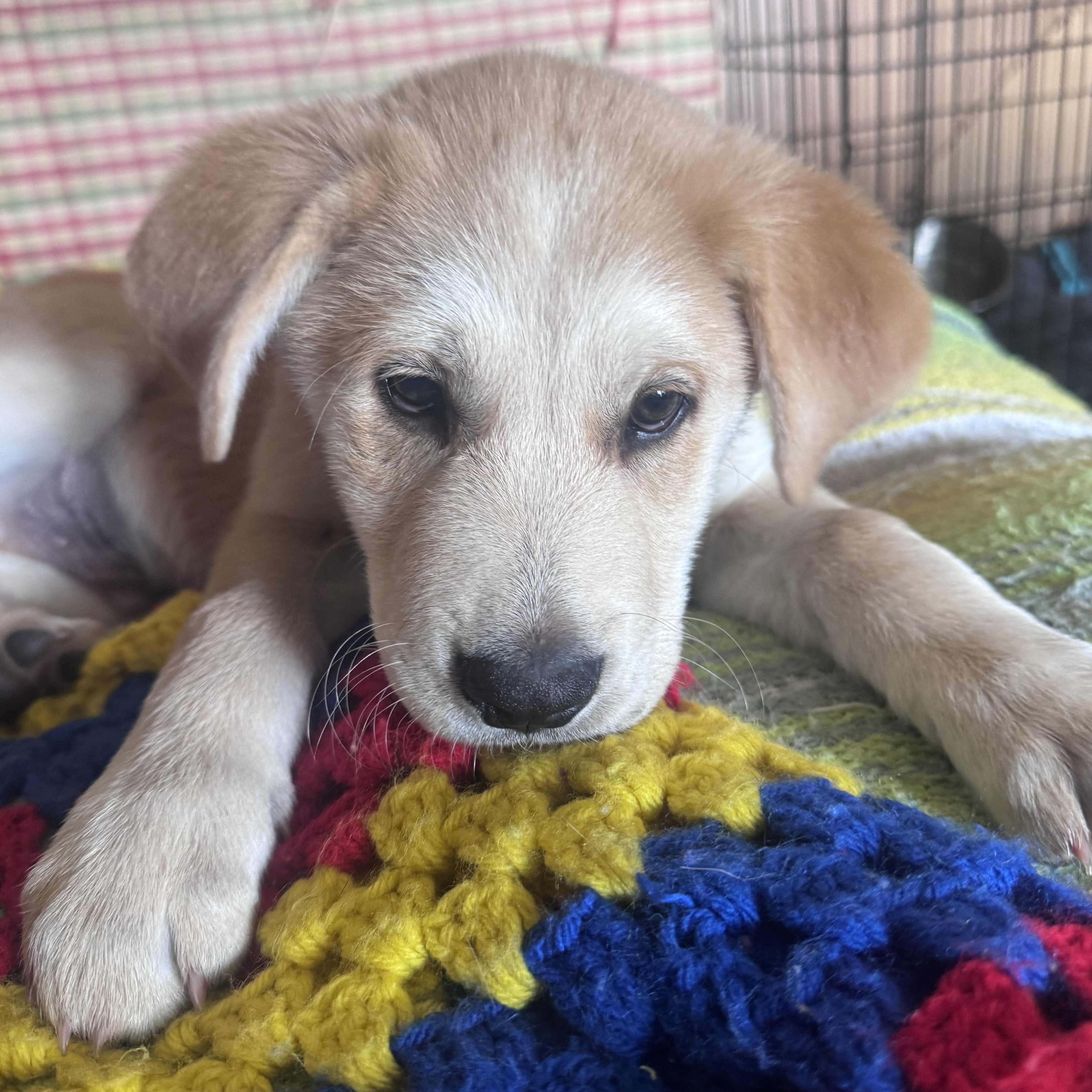 Enlarge Toast, a other mixed breed in Whittier, CA image 3/4