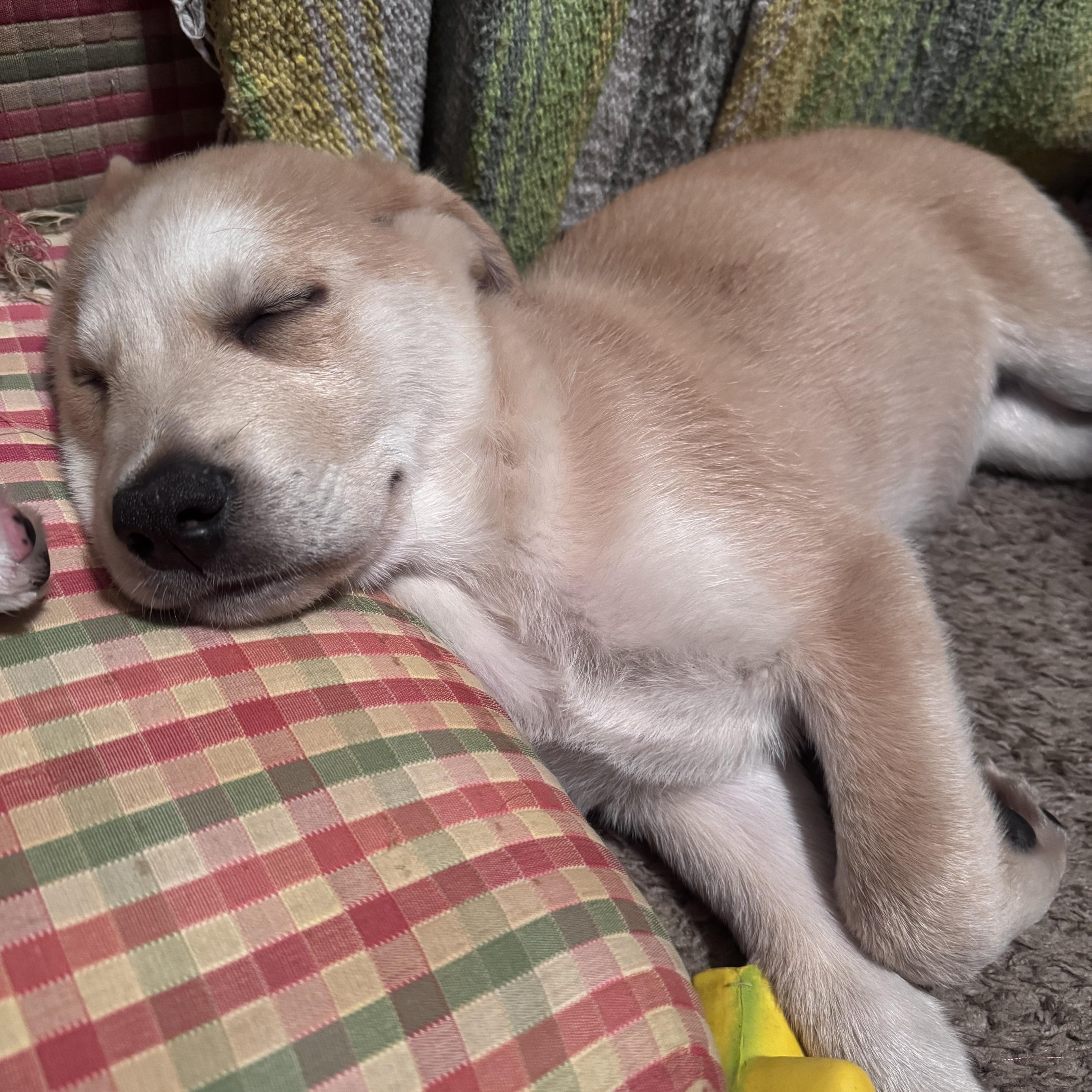 Enlarge Toast, a other mixed breed in Whittier, CA image 2/4