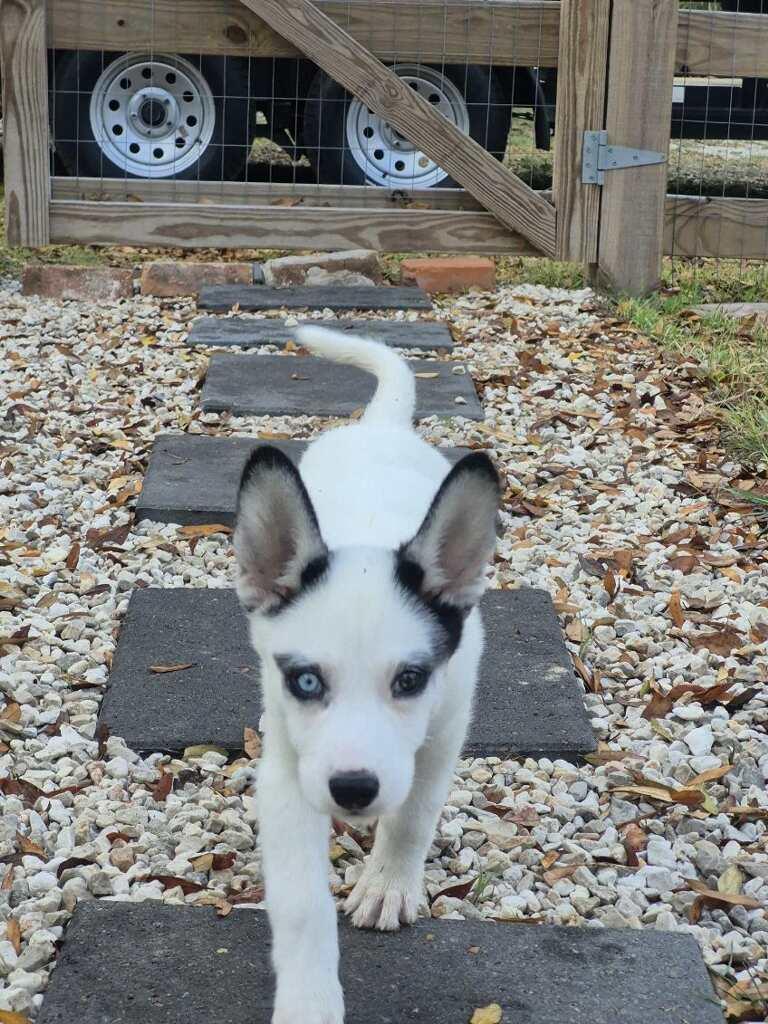 Enlarge Jazzy, a ADOPTABLE mixed breed in Sumter, SC image 4/5