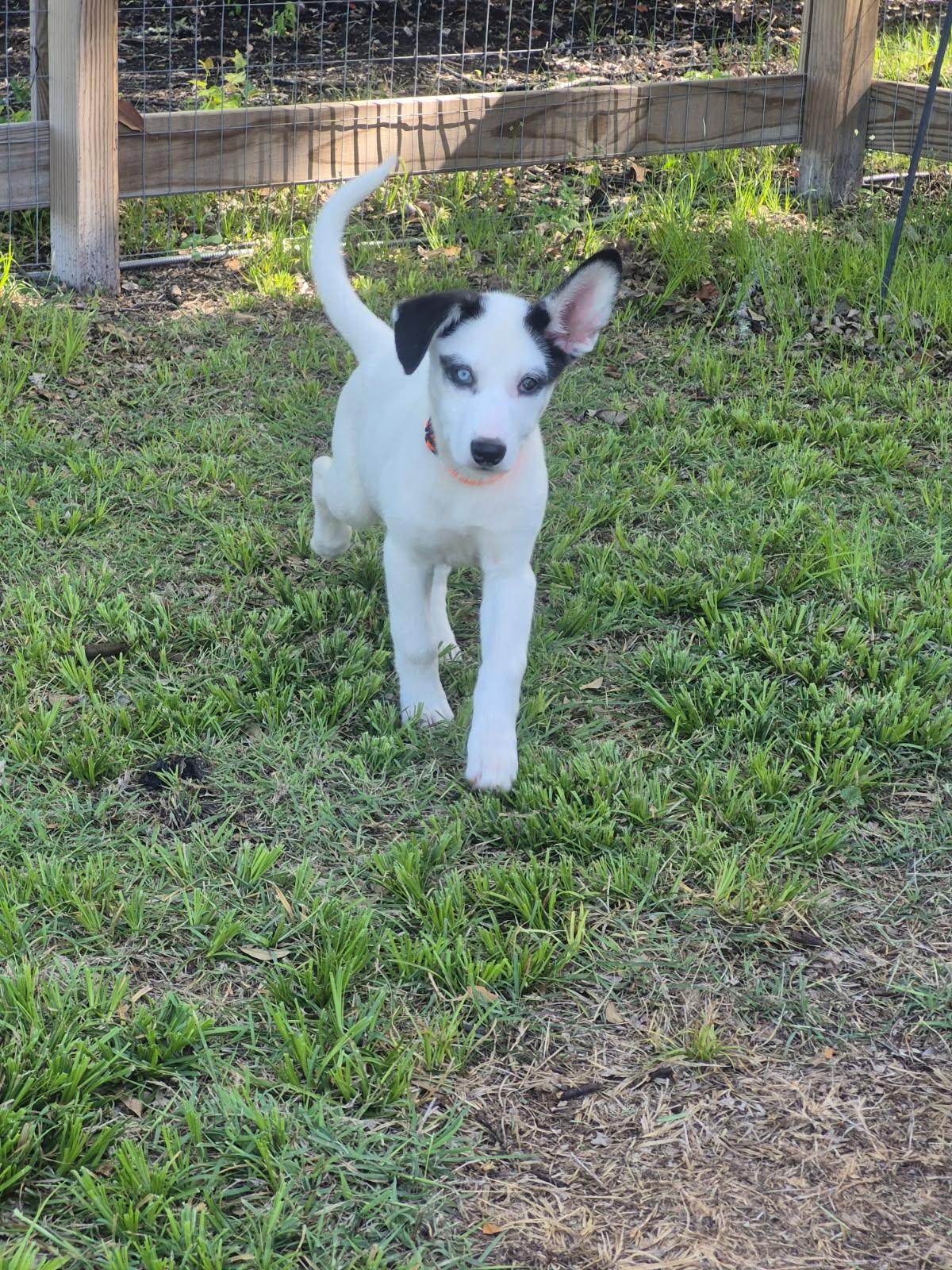 Enlarge Jazzy, a ADOPTABLE mixed breed in Sumter, SC image 3/5