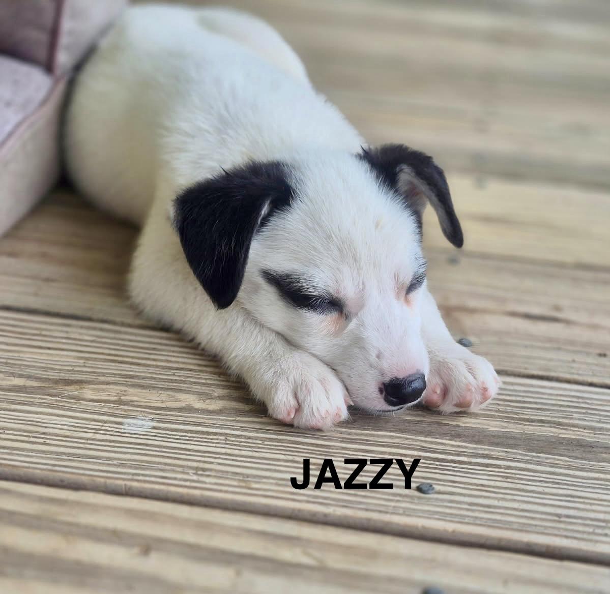 Enlarge Jazzy, a ADOPTABLE mixed breed in Sumter, SC image 2/5