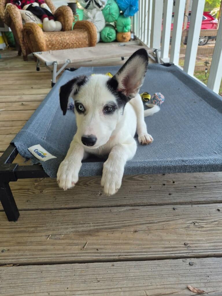 Enlarge Jazzy, a ADOPTABLE mixed breed in Sumter, SC image 5/5