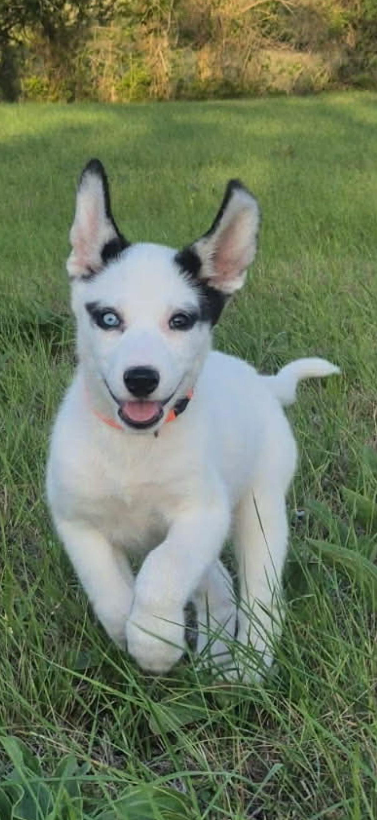 Enlarge Jazzy, a ADOPTABLE mixed breed in Sumter, SC image 1/5