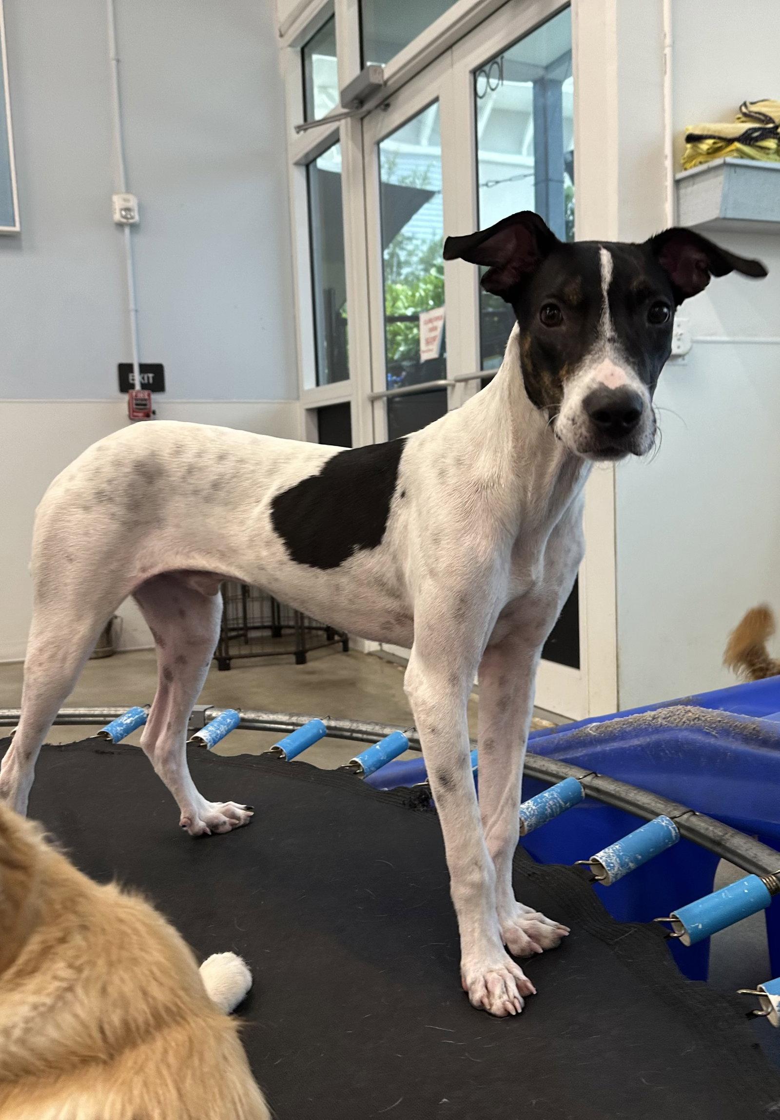Scout, Adoptable, Young Male Pointer.