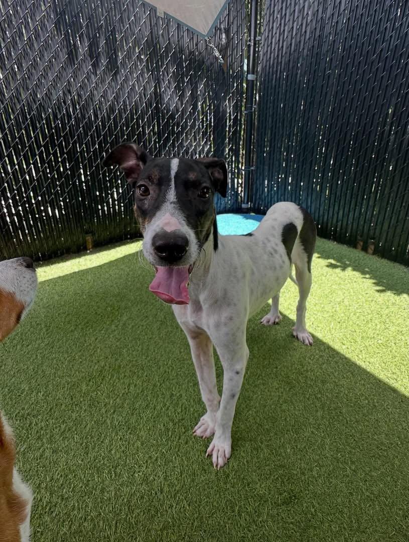 Scout, a Adoptable Pointer in Pompano Beach, FL image 3/3