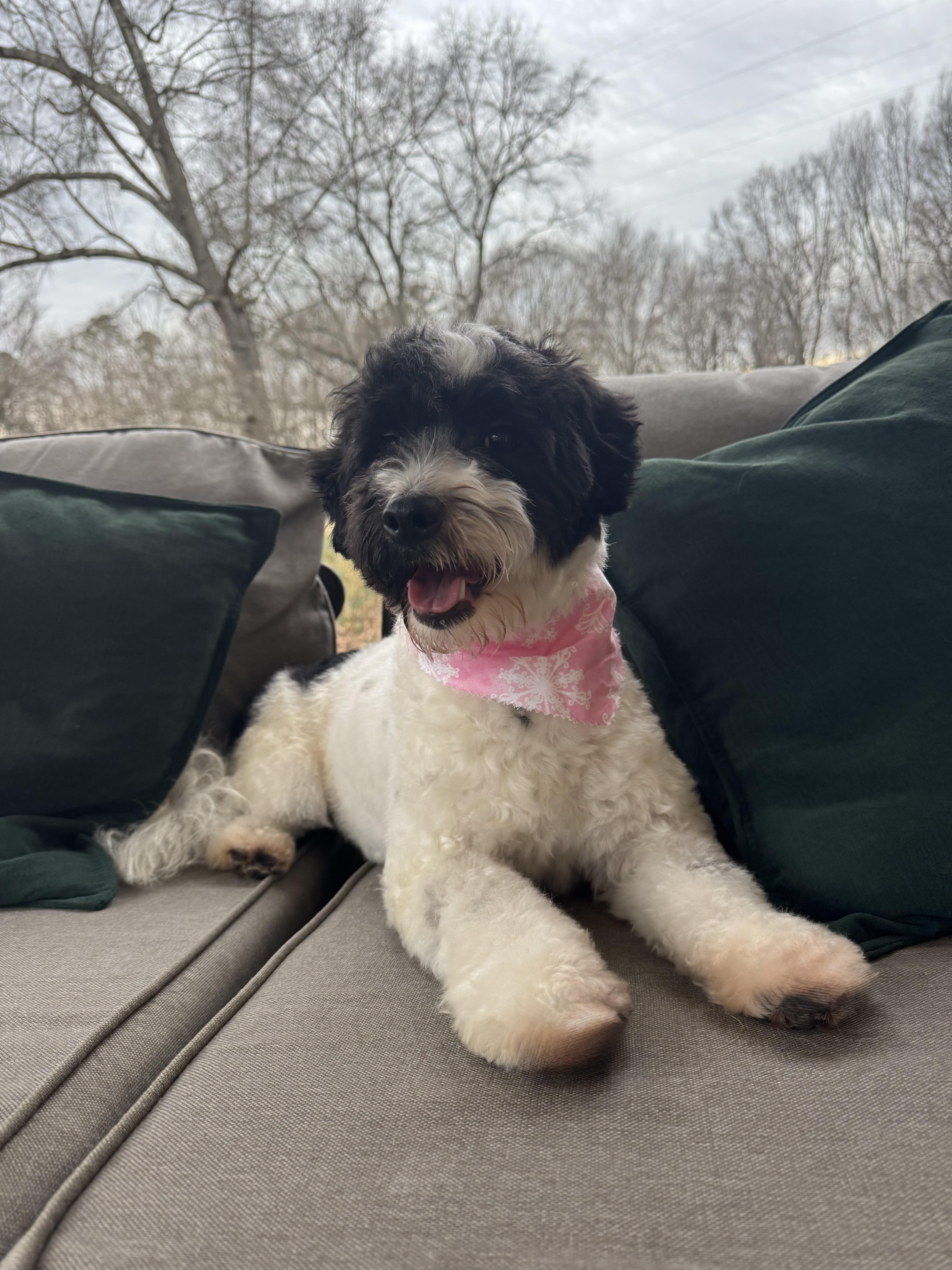 Primrose thumbnail 2