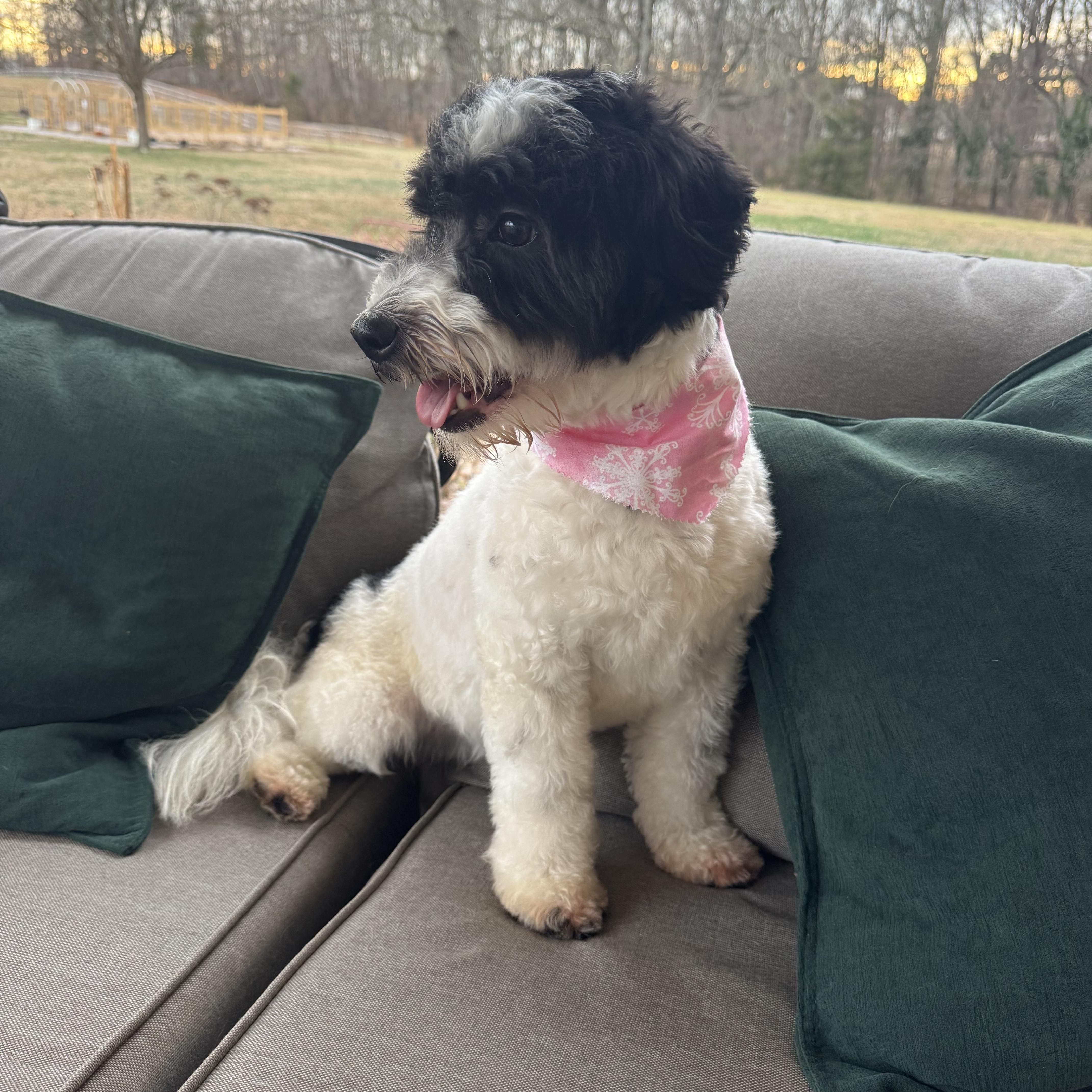 Primrose thumbnail 3