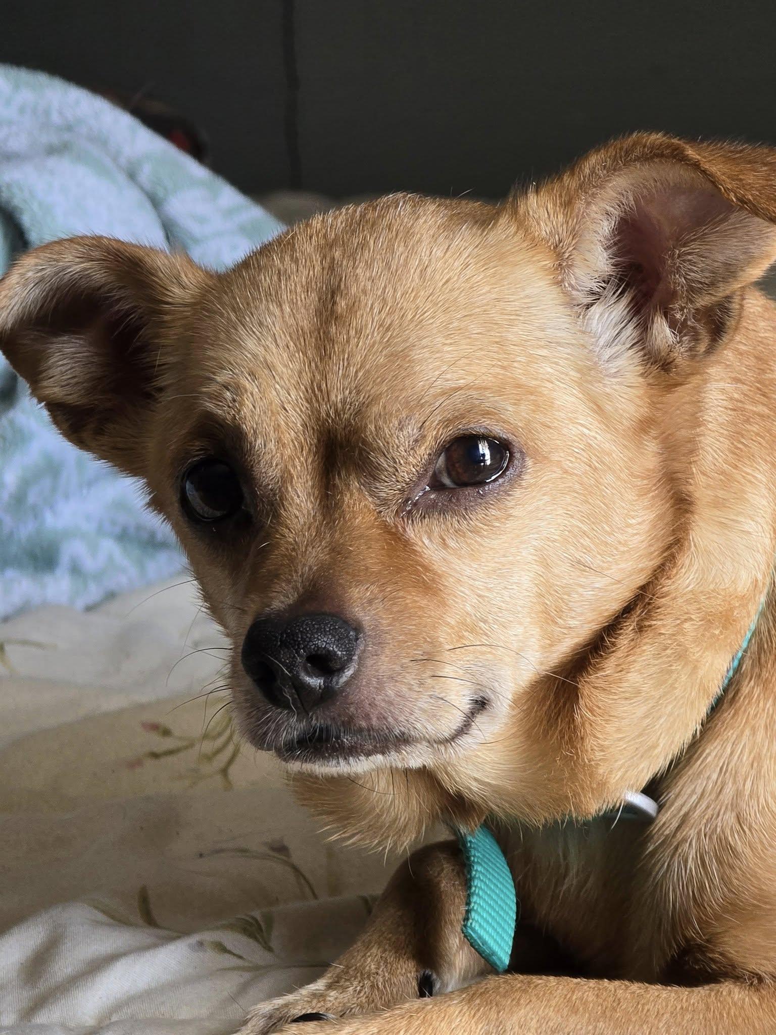 Sassy Sue, adopted, Adult Female Chihuahua & Dachshund.