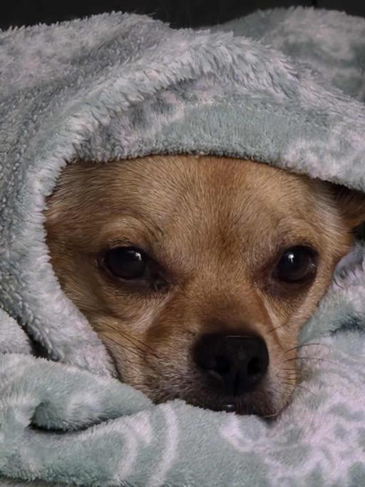 Sassy Sue, an adopted mixed breed in Peru, IN image 2/4