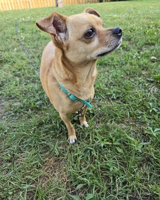 Sassy Sue, an adopted mixed breed in Peru, IN image 3/4