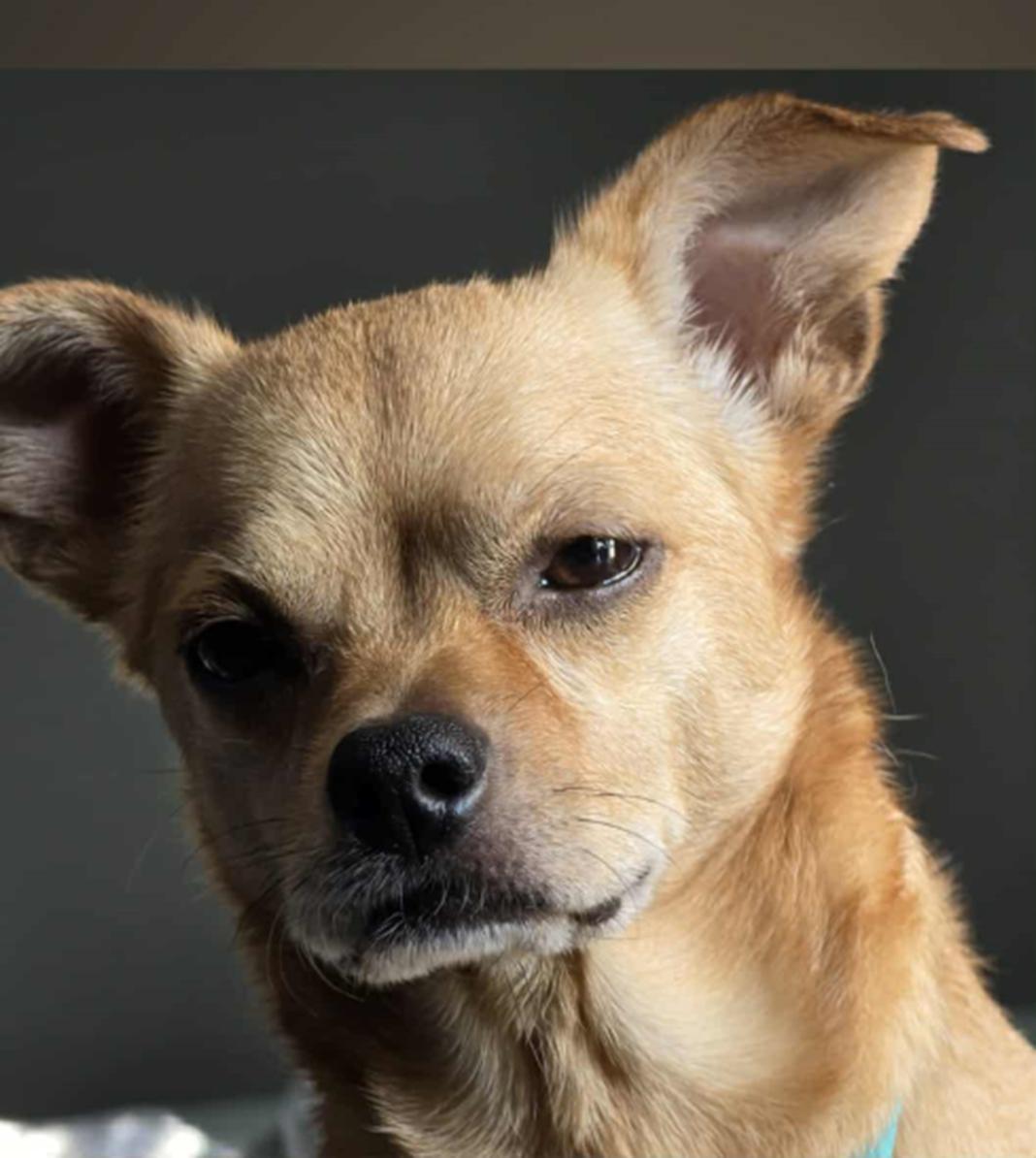 Sassy Sue, an adopted mixed breed in Peru, IN image 4/4