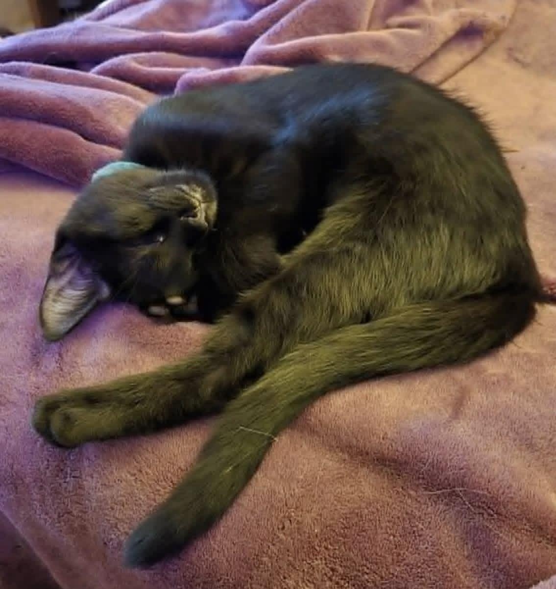 Enlarge Sweet Dee, a ADOPTABLE Domestic Short Hair in Milwaukee, WI image 5/6