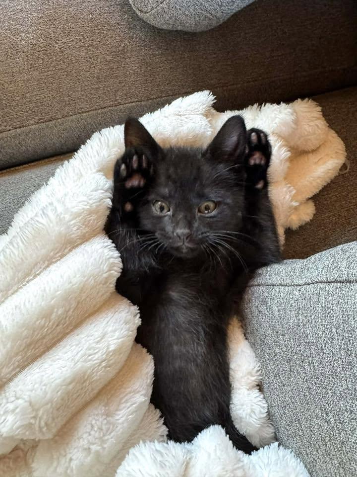 Enlarge Sweet Dee, a ADOPTABLE Domestic Short Hair in Milwaukee, WI image 2/6