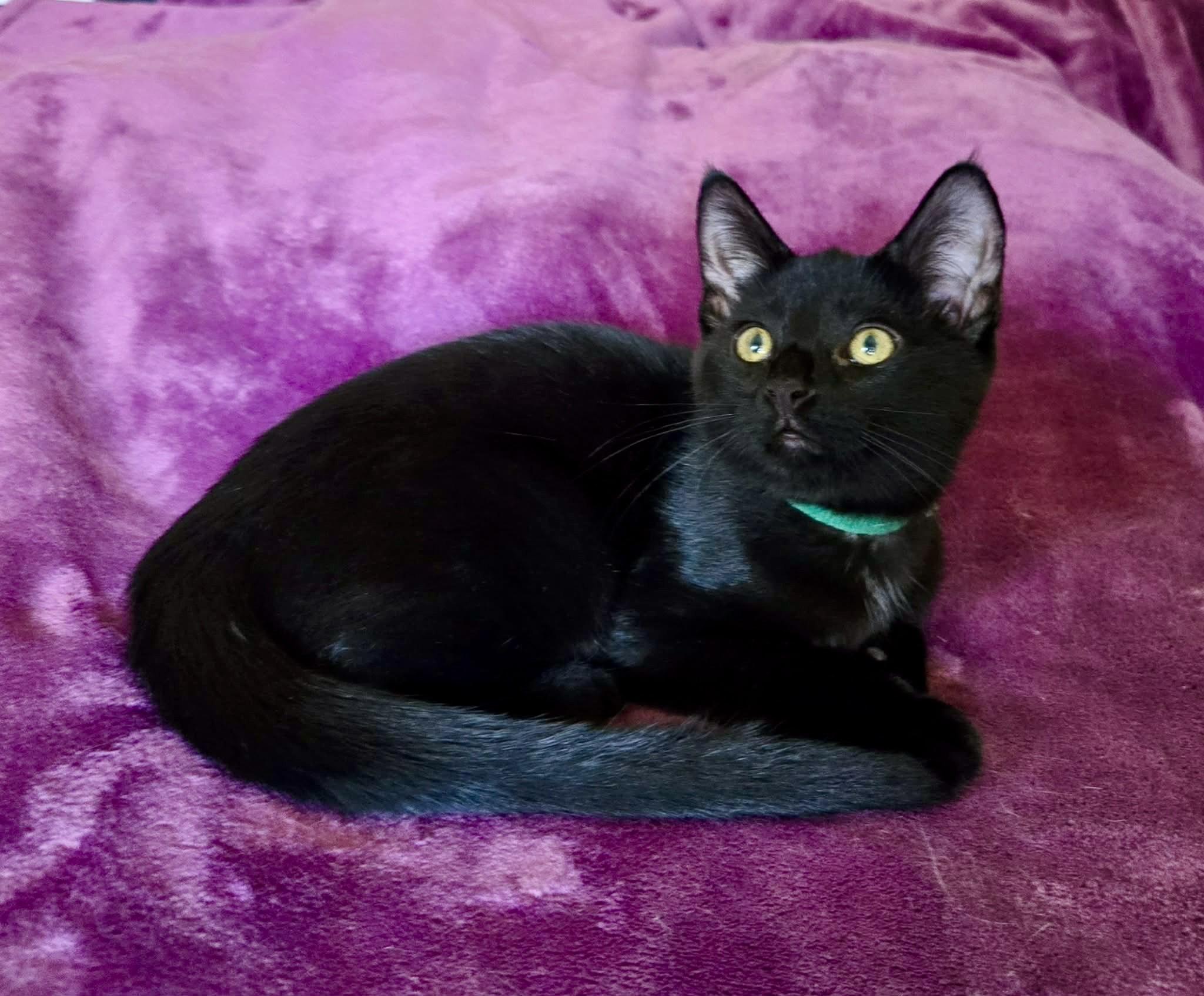 Enlarge Sweet Dee, a ADOPTABLE Domestic Short Hair in Milwaukee, WI image 6/6