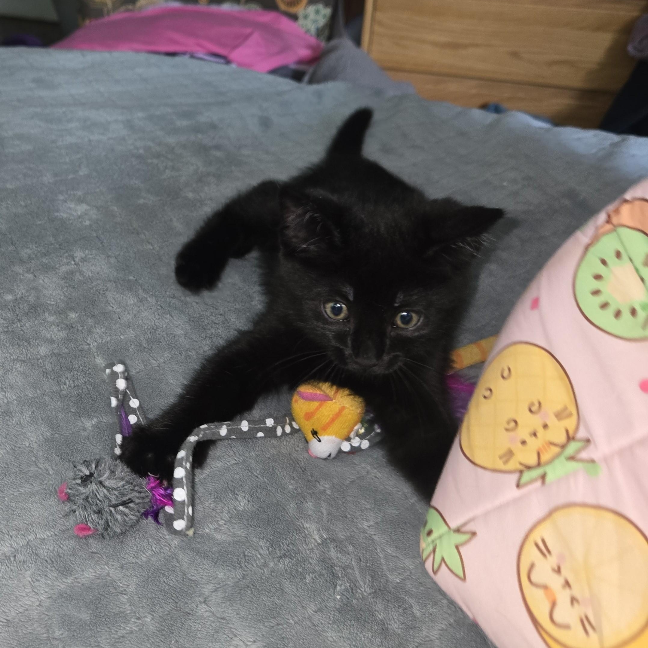 Enlarge Sweet Dee, a ADOPTABLE Domestic Short Hair in Milwaukee, WI image 3/6