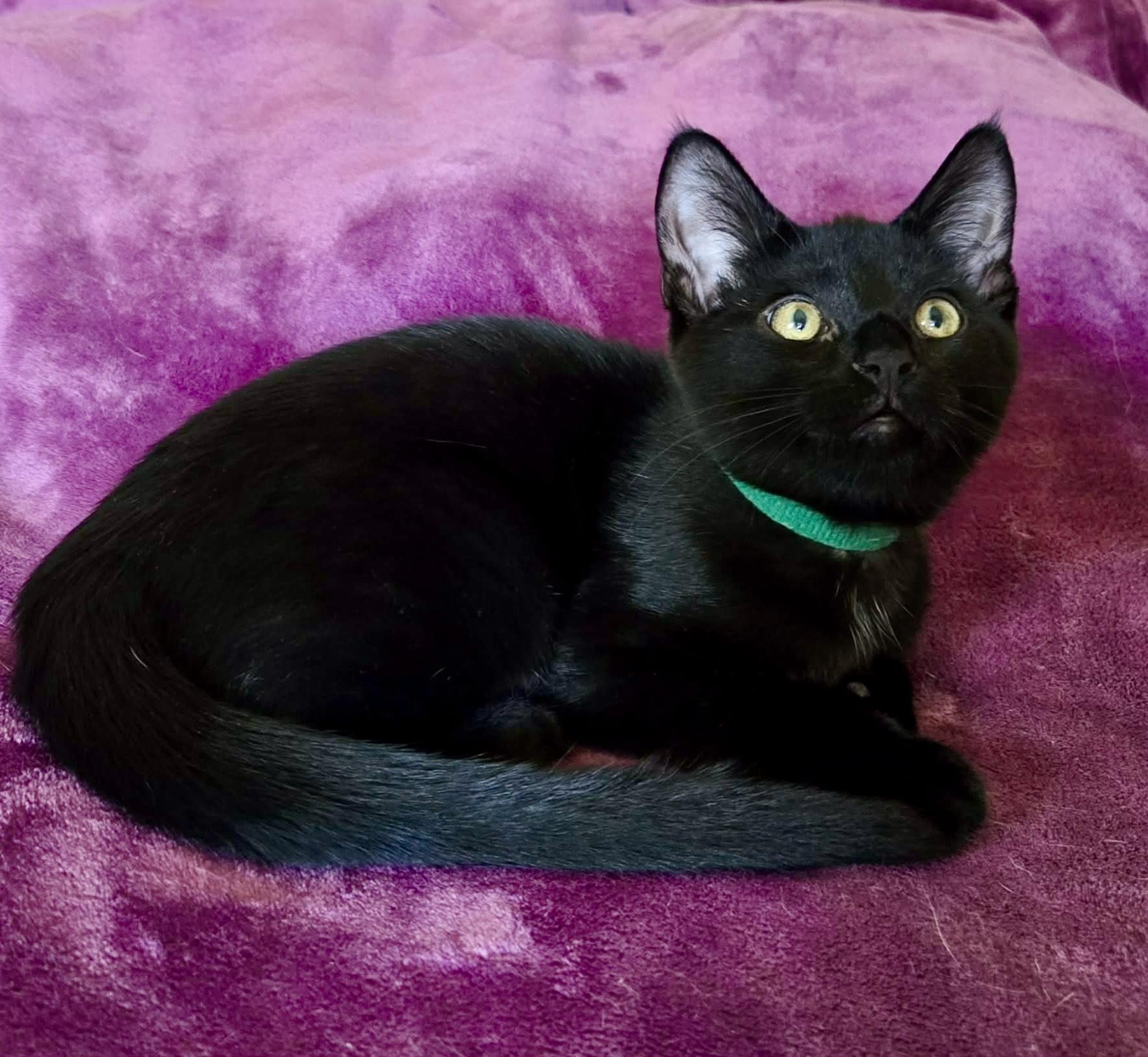 Enlarge Sweet Dee, a ADOPTABLE Domestic Short Hair in Milwaukee, WI image 1/6