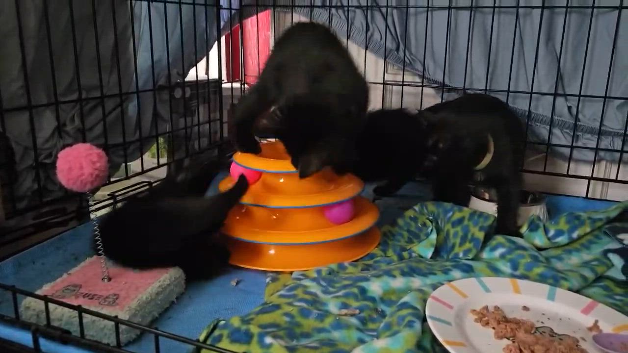 Enlarge Sweet Dee, a ADOPTABLE Domestic Short Hair in Milwaukee, WI video 4/6
