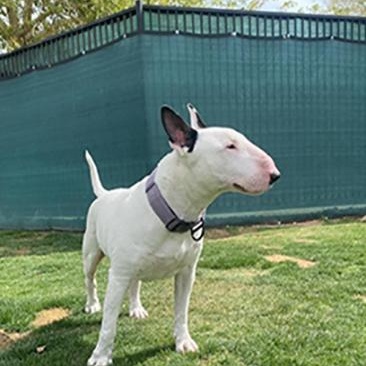 Enlarge Steel, a Adoptable Bull Terrier in Palm Desert, CA image 1/1