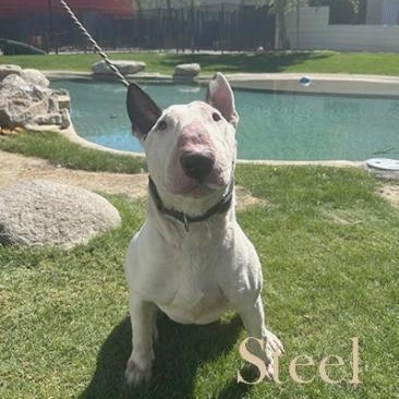 Enlarge Steel, a Adoptable Bull Terrier in Palm Desert, CA image 1/2