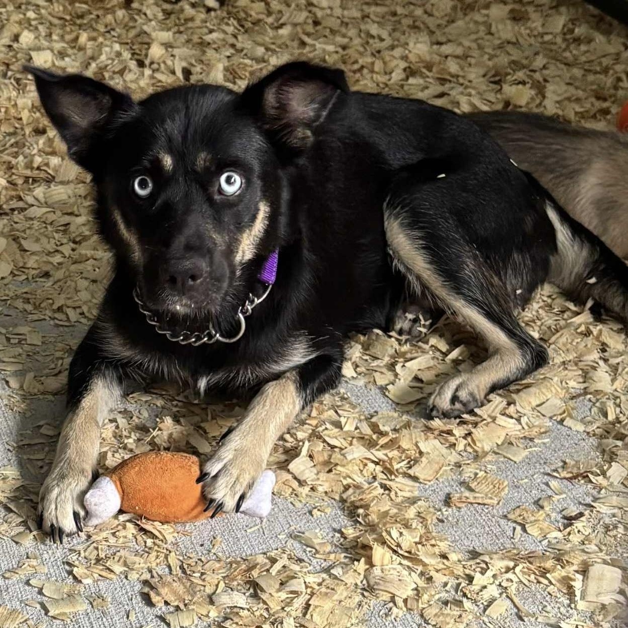 Grace Azul, a Adoptable mixed breed in Jay, NY image 1/3