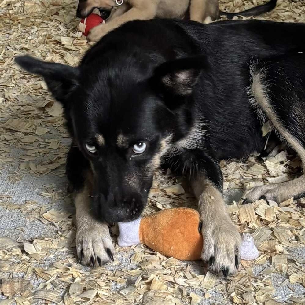 Grace Azul, a Adoptable mixed breed in Jay, NY image 2/3