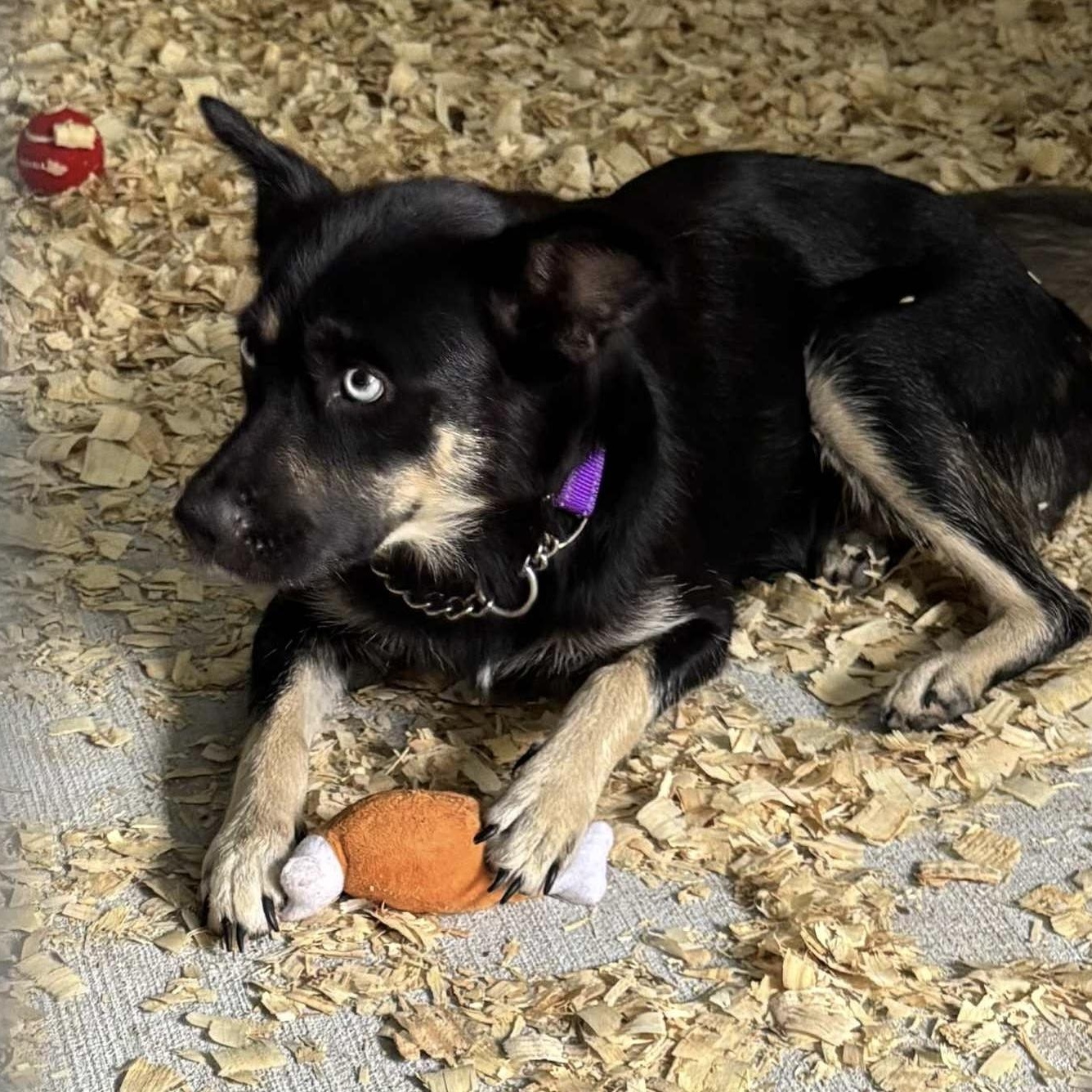 Grace Azul, a Adoptable mixed breed in Jay, NY image 3/3