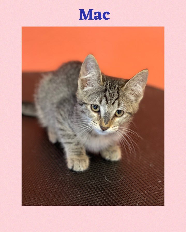 Enlarge Mac, a Adoptable mixed breed in Mabank, TX image 1/3