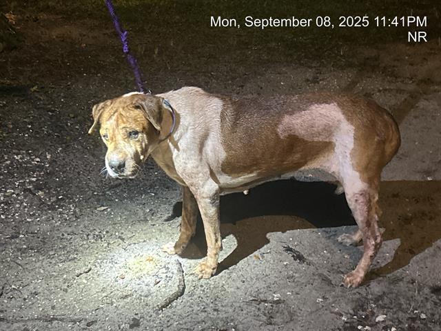 MEEMAW, Adoptable, Adult Female Shar-Pei & Mixed Breed.