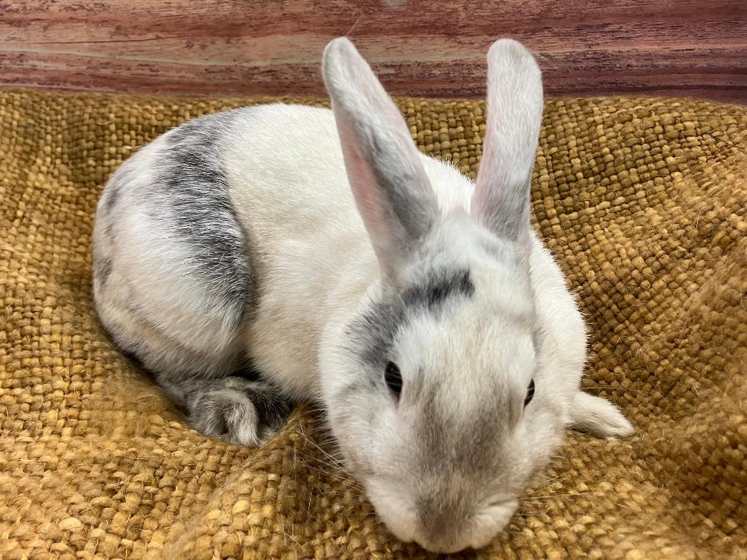 Aurora (Rory), a ADOPTABLE Harlequin in Youngstown, OH image 2/4