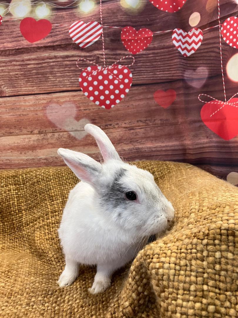 Aurora (Rory), a ADOPTABLE Harlequin in Youngstown, OH image 1/4