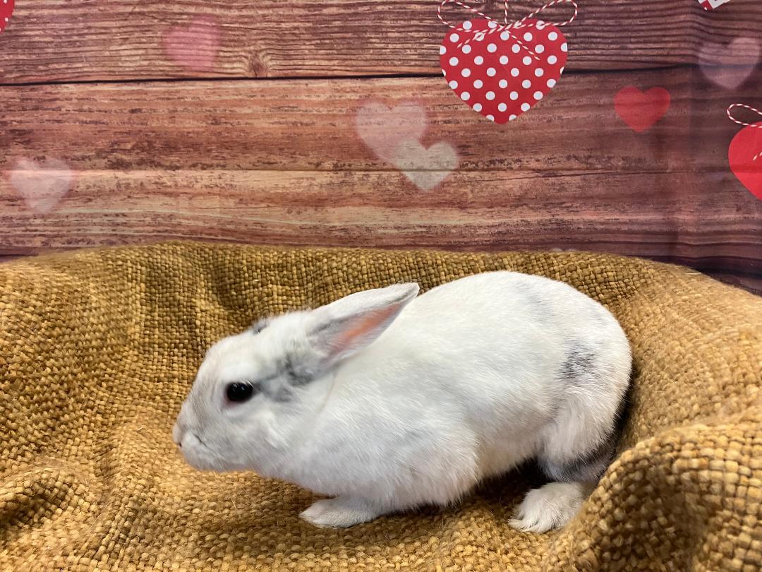 Aurora (Rory), a ADOPTABLE Harlequin in Youngstown, OH image 3/4