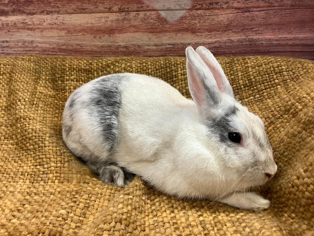 Aurora (Rory), a ADOPTABLE Harlequin in Youngstown, OH image 4/4