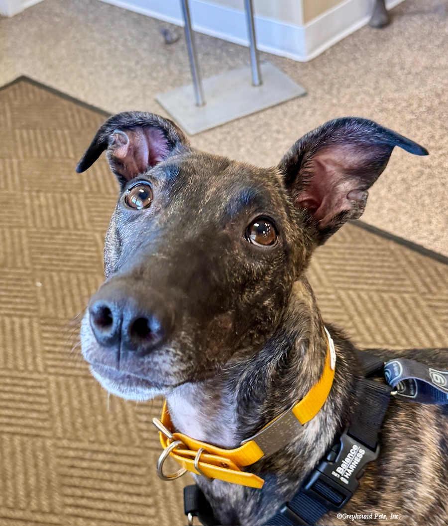 Enlarge Tiffany, a Adoptable Greyhound in Woodinville, WA image 1/3