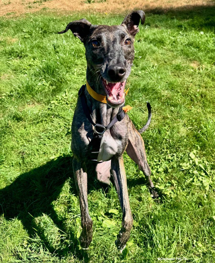 Enlarge Tiffany, a Adoptable Greyhound in Woodinville, WA image 2/3