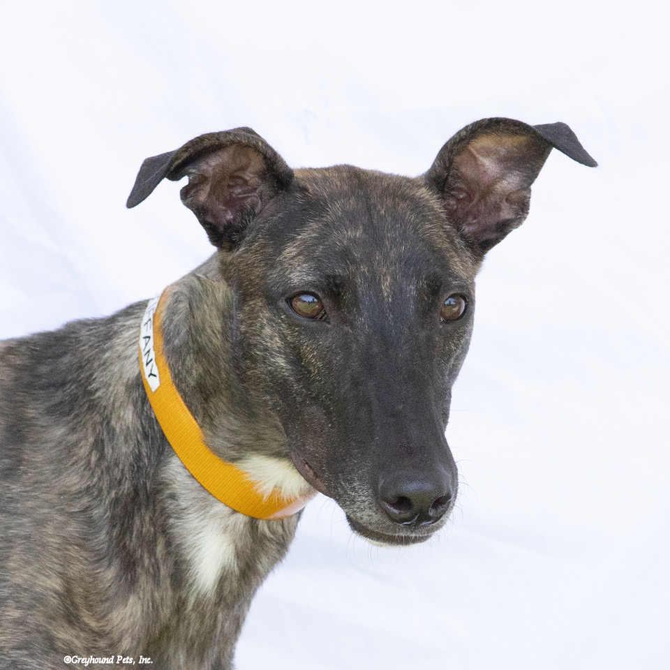 Enlarge Tiffany, a Adoptable Greyhound in Woodinville, WA image 3/3
