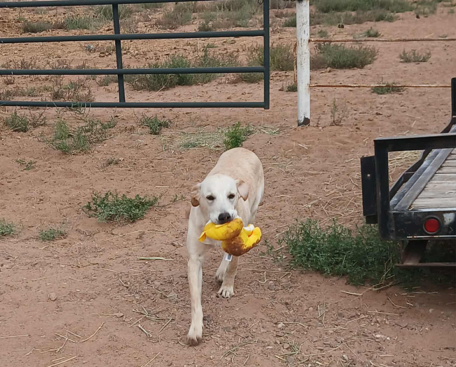 Enlarge Rizzy, a Adoptable Labrador Retriever in Midway, UT image 1/3