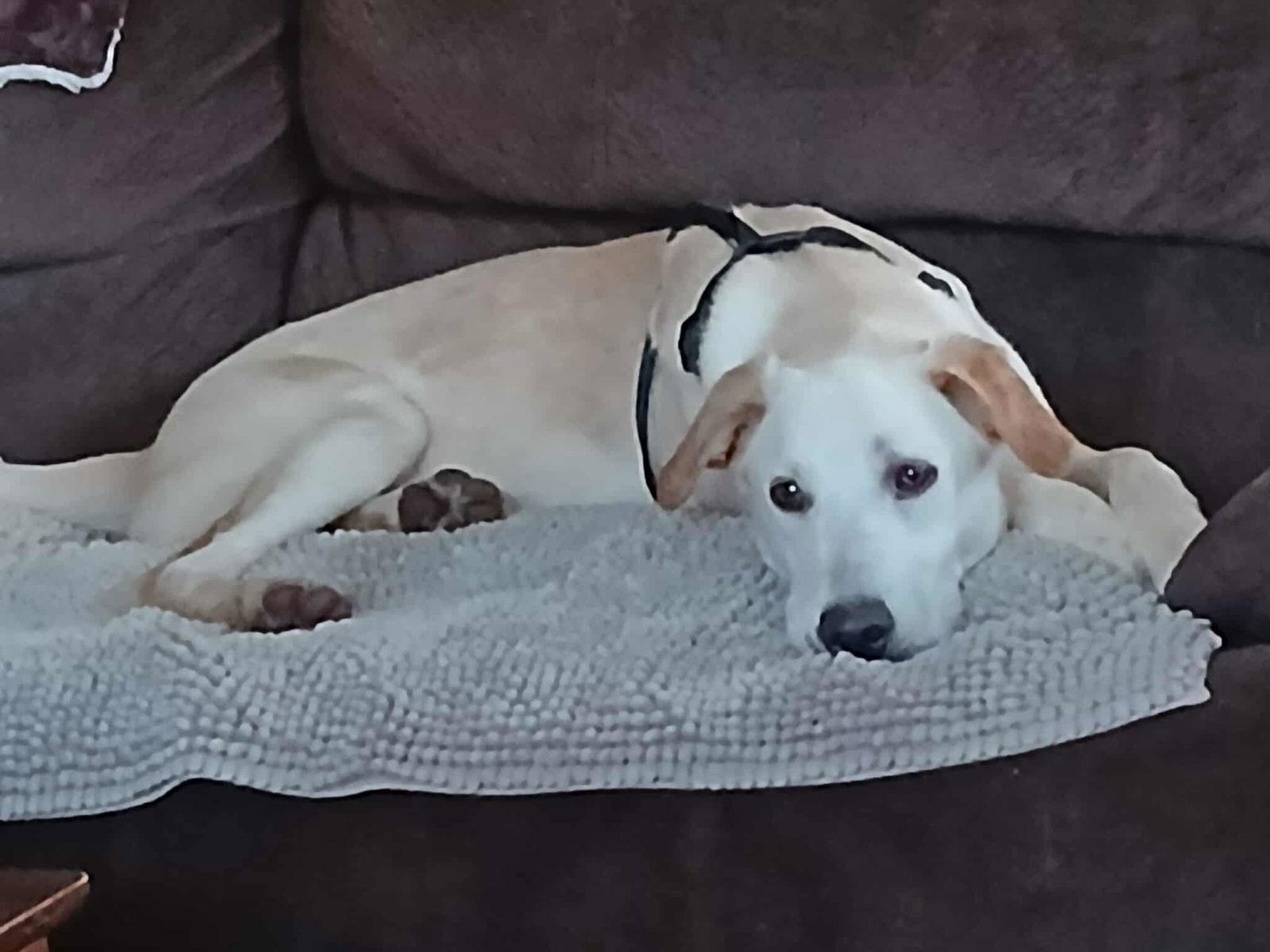 Enlarge Rizzy, a Adoptable Labrador Retriever in Midway, UT image 2/3