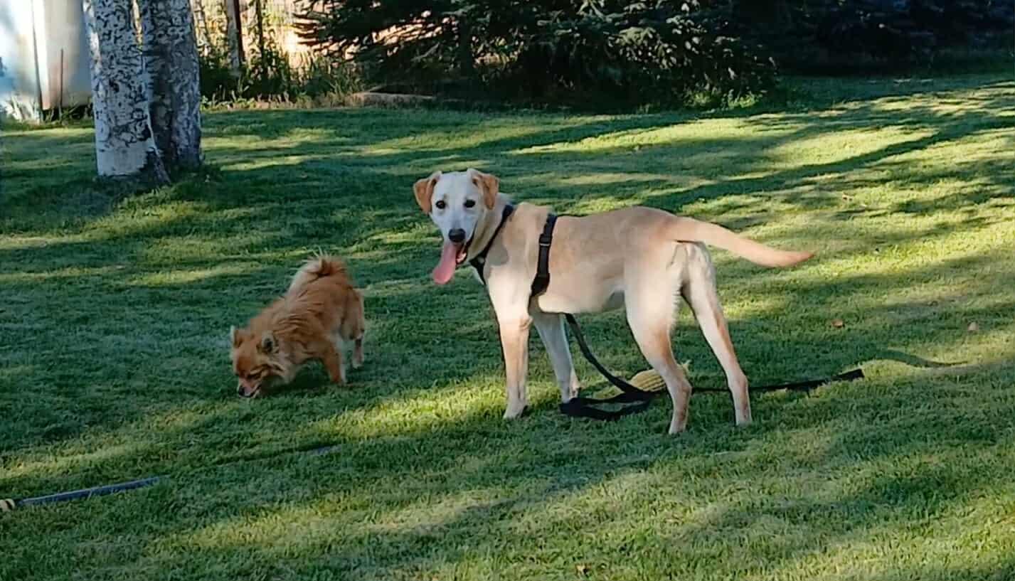 Enlarge Rizzy, a Adoptable Labrador Retriever in Midway, UT image 3/3